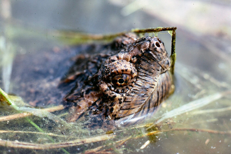 Snapping turtle (Chelydra serpentina). Snapping turtle (Chelydra serpentina). Credit: Jack Ray